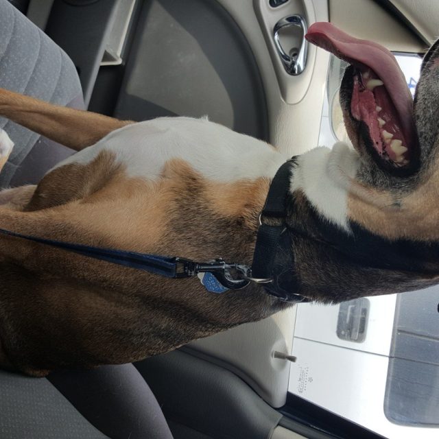 Car Happiness