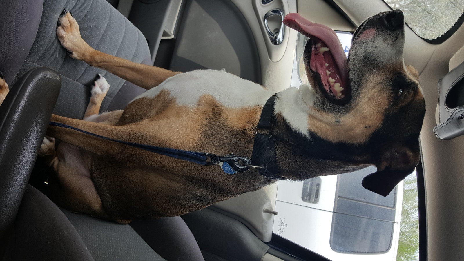 Car Happiness