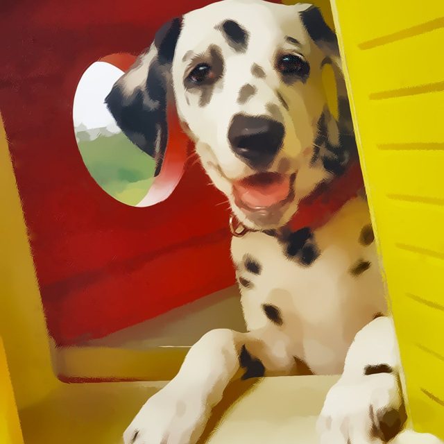 Gypsy As A Pup, Welcome Home