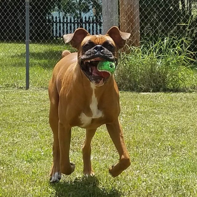 Can't Have My Ball!!