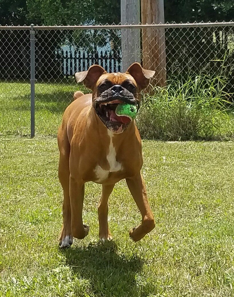 Can't Have My Ball!!