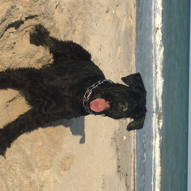 Bruno Loves The Beach