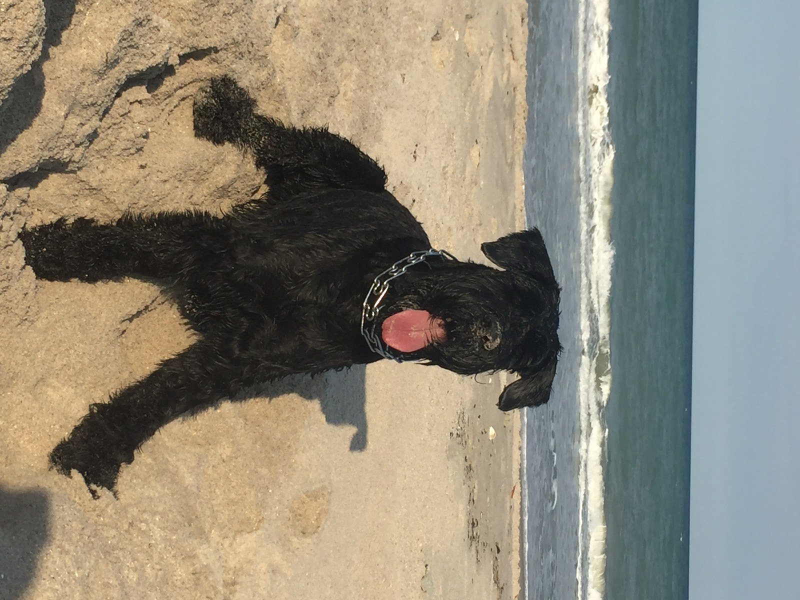 Bruno Loves The Beach