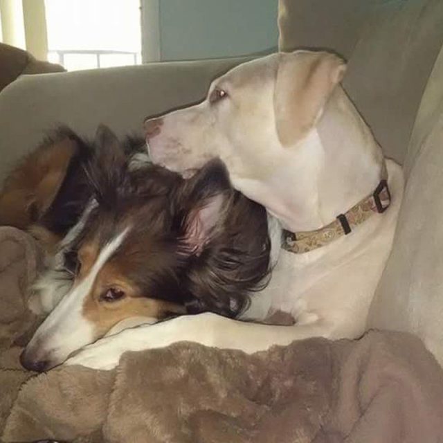 Couch Cuddles