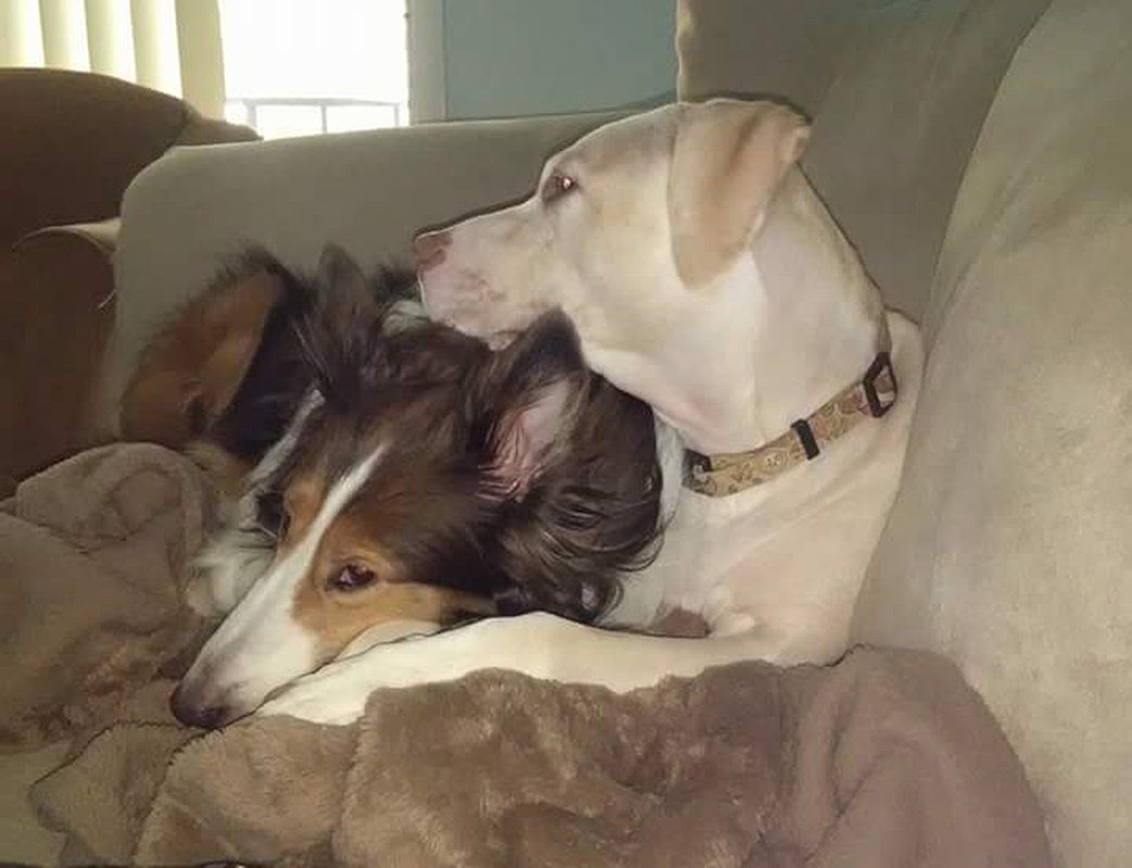 Couch Cuddles