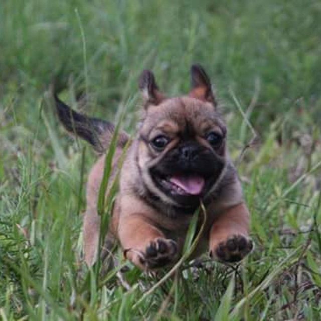 Running Puppy