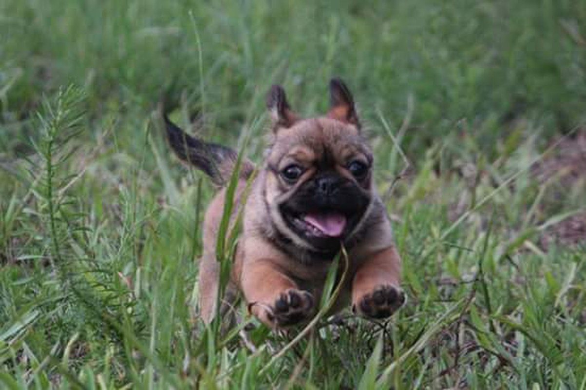 Running Puppy