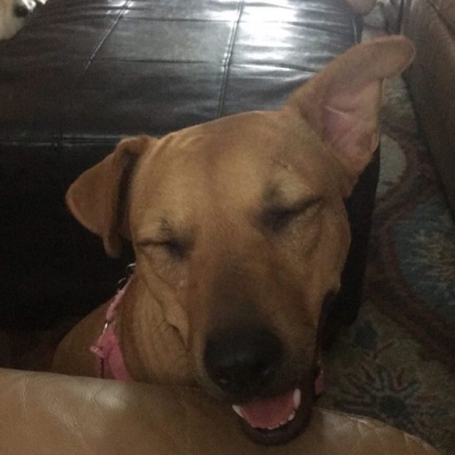 Nala-"SMILE"