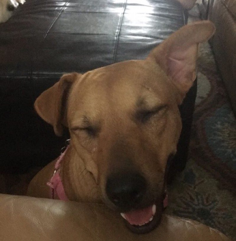 Nala-"SMILE"