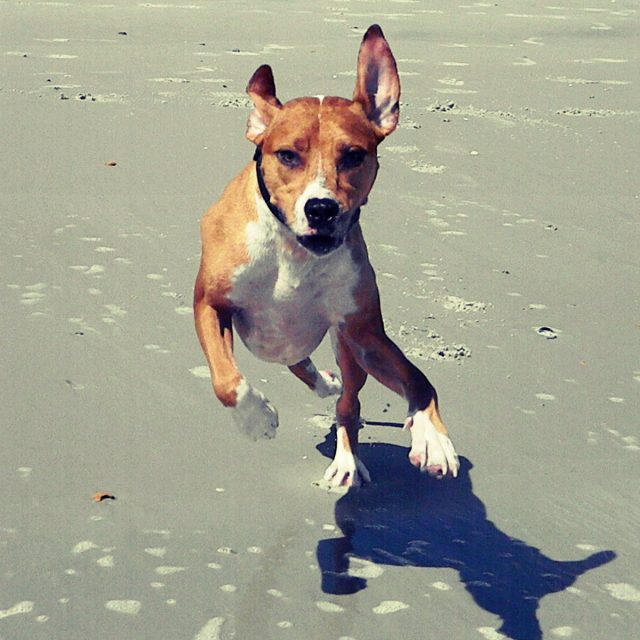 Baywatch... Canine Edition