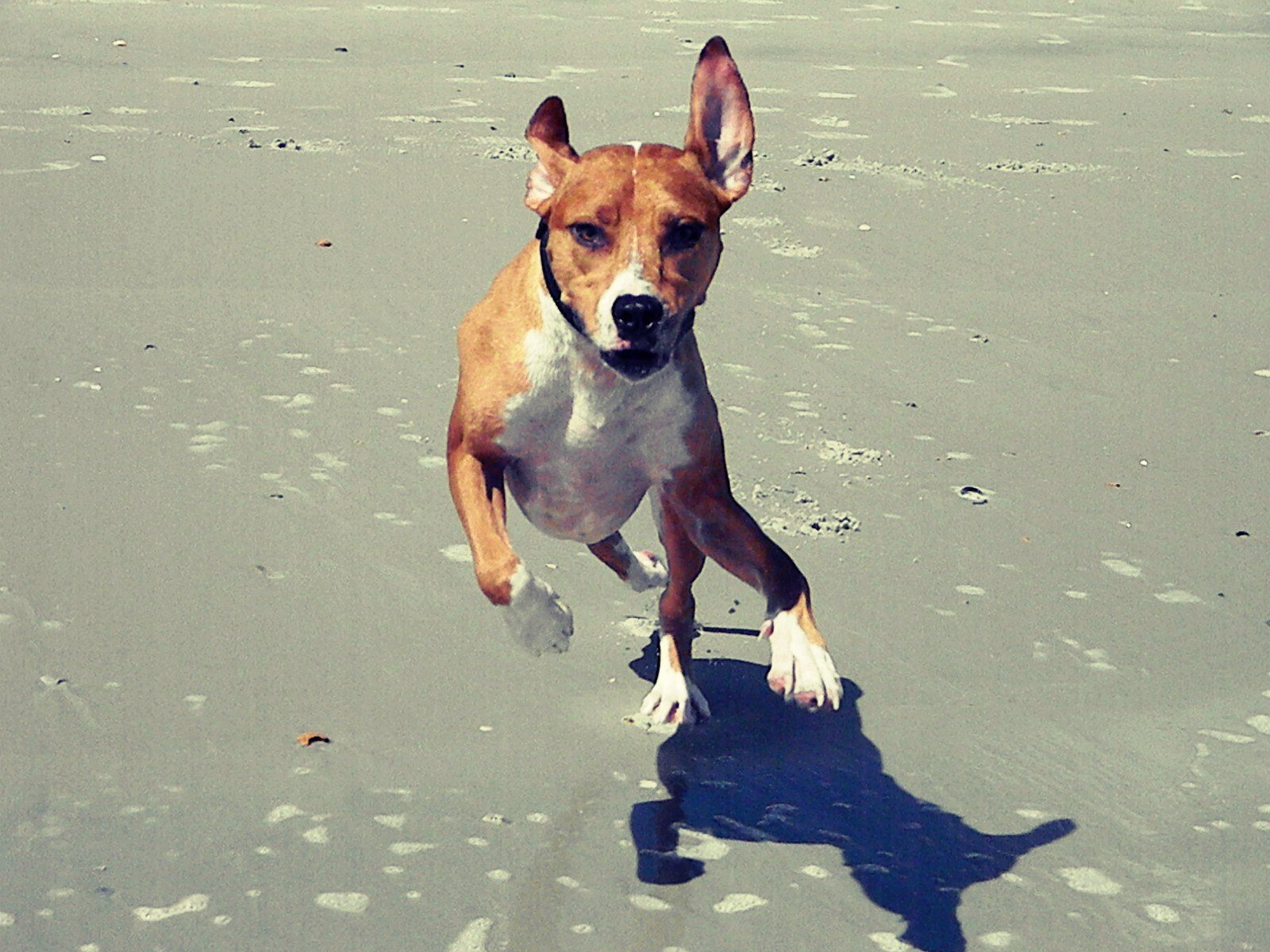 Baywatch... Canine Edition