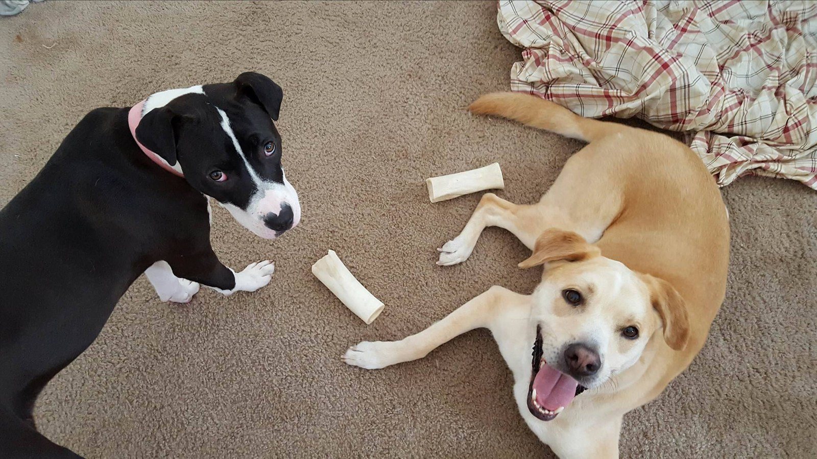 Best Friends