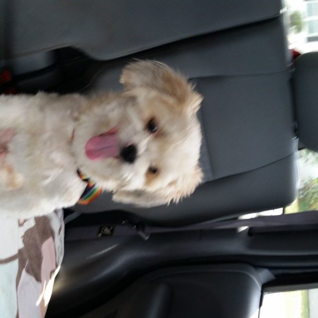 Road Trip