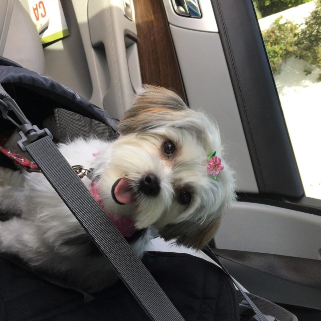 Cruising After Hair Cut "Christmas"