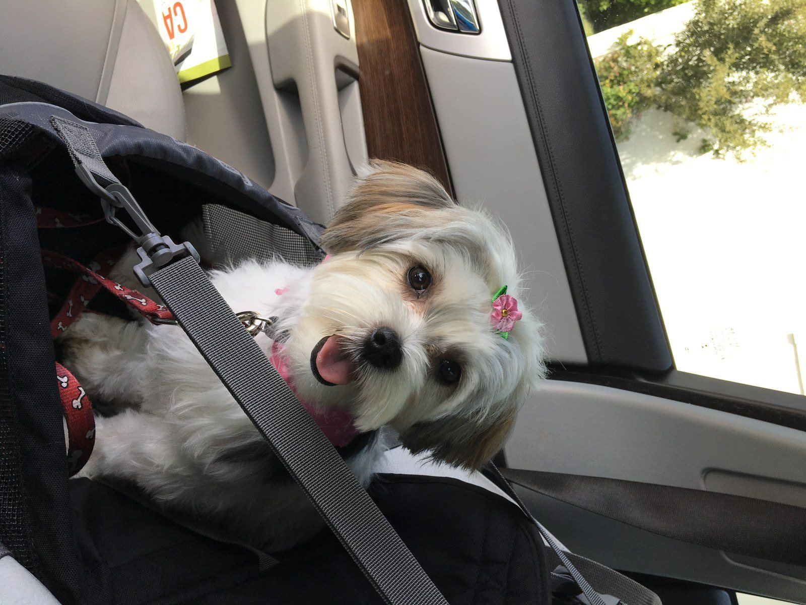 Cruising After Hair Cut "Christmas"