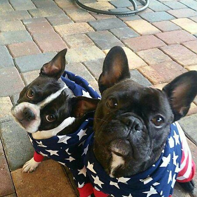 Penne And Luigi On Fourth Of July