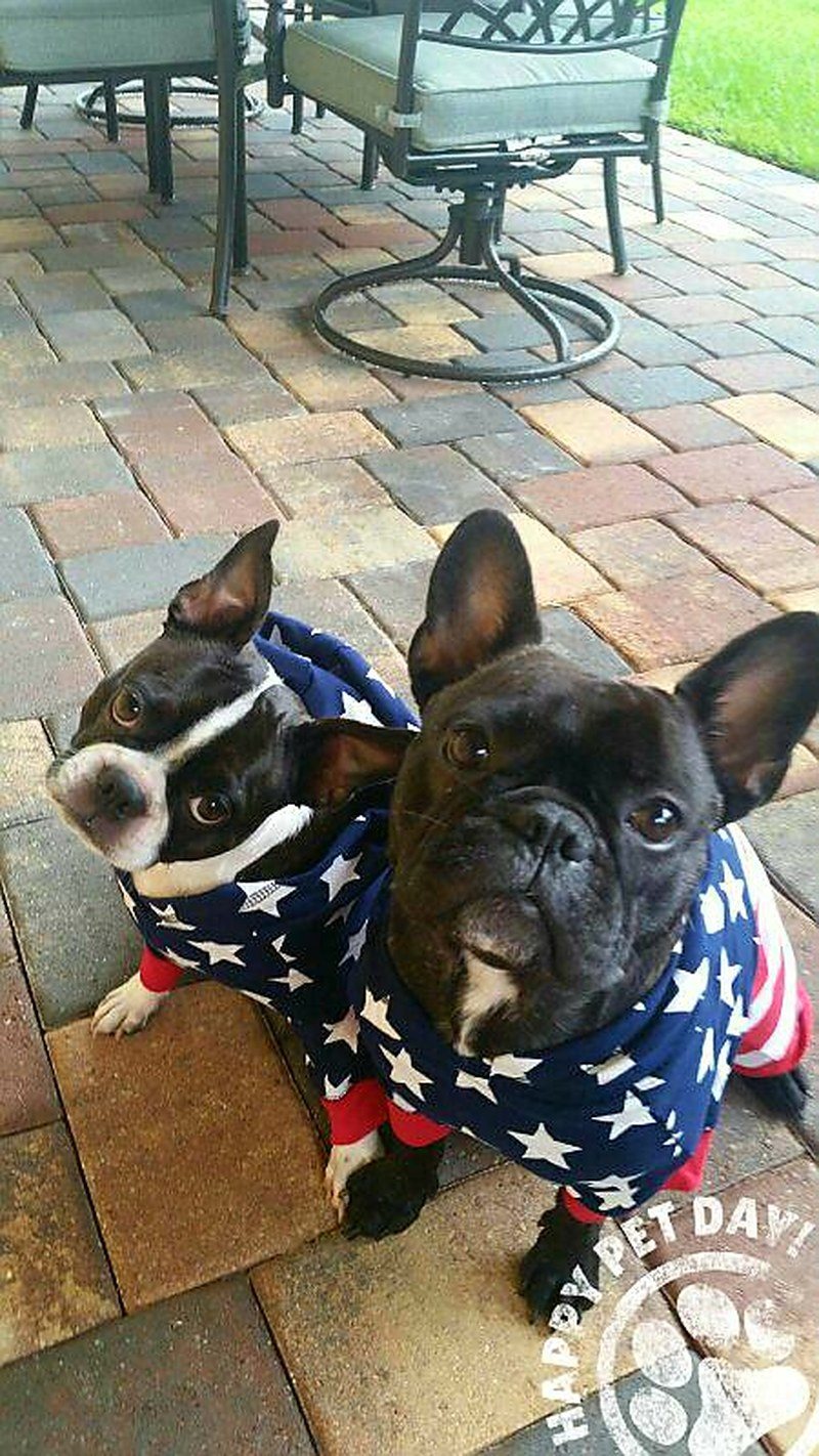 Penne And Luigi On Fourth Of July