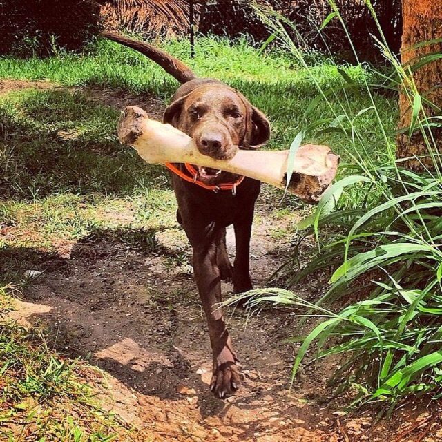 Built For The Wild