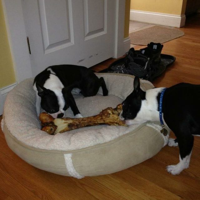 Bone!
