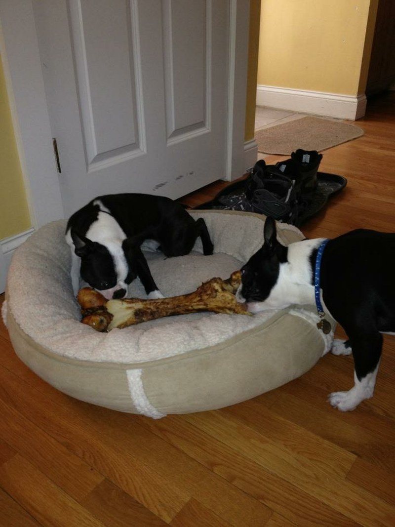 Bone!