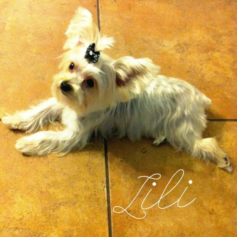 Little Lili
