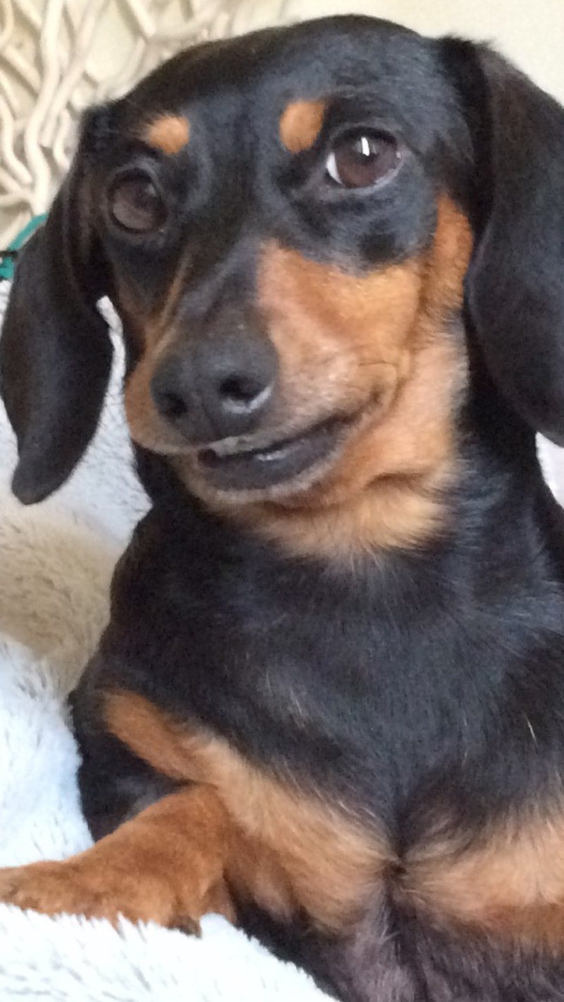 Smiling Audrey