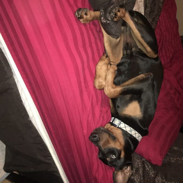 Not A Morning Pup