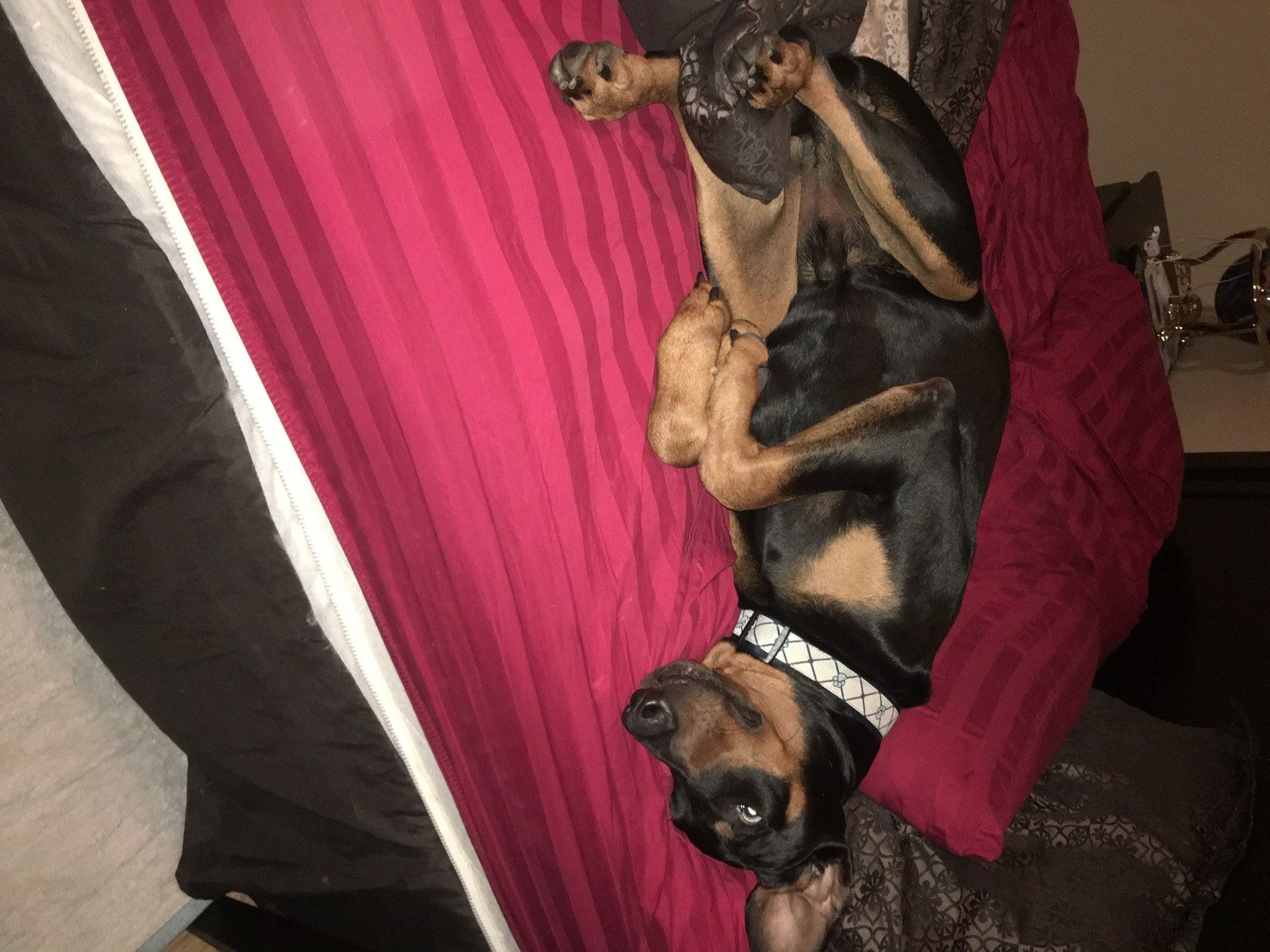 Not A Morning Pup