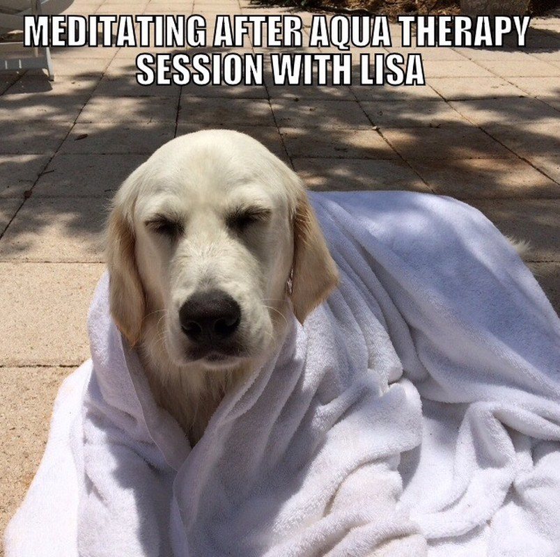 Zen Beach Dog