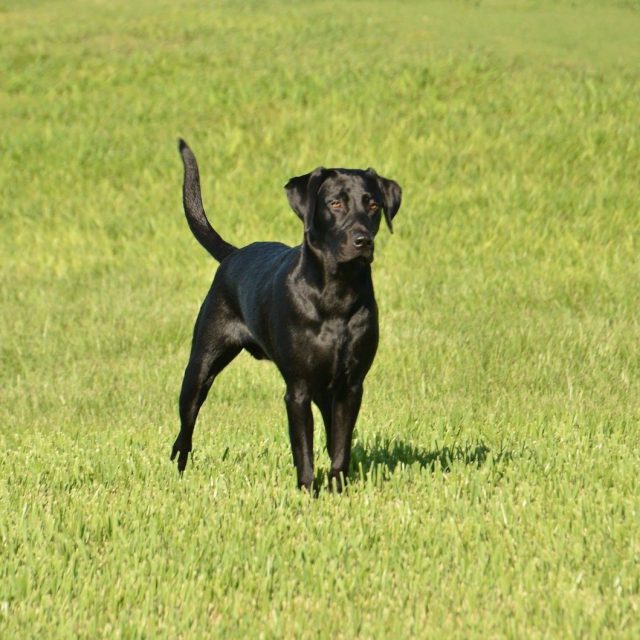 Ready To Retrieve