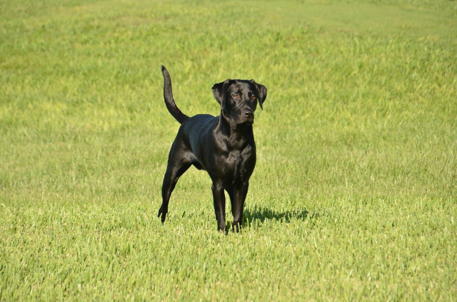 Ready To Retrieve