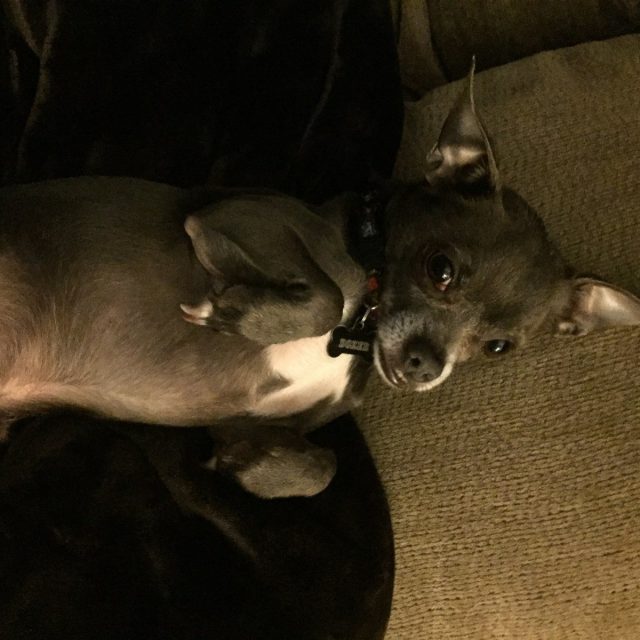 Dozer Posing