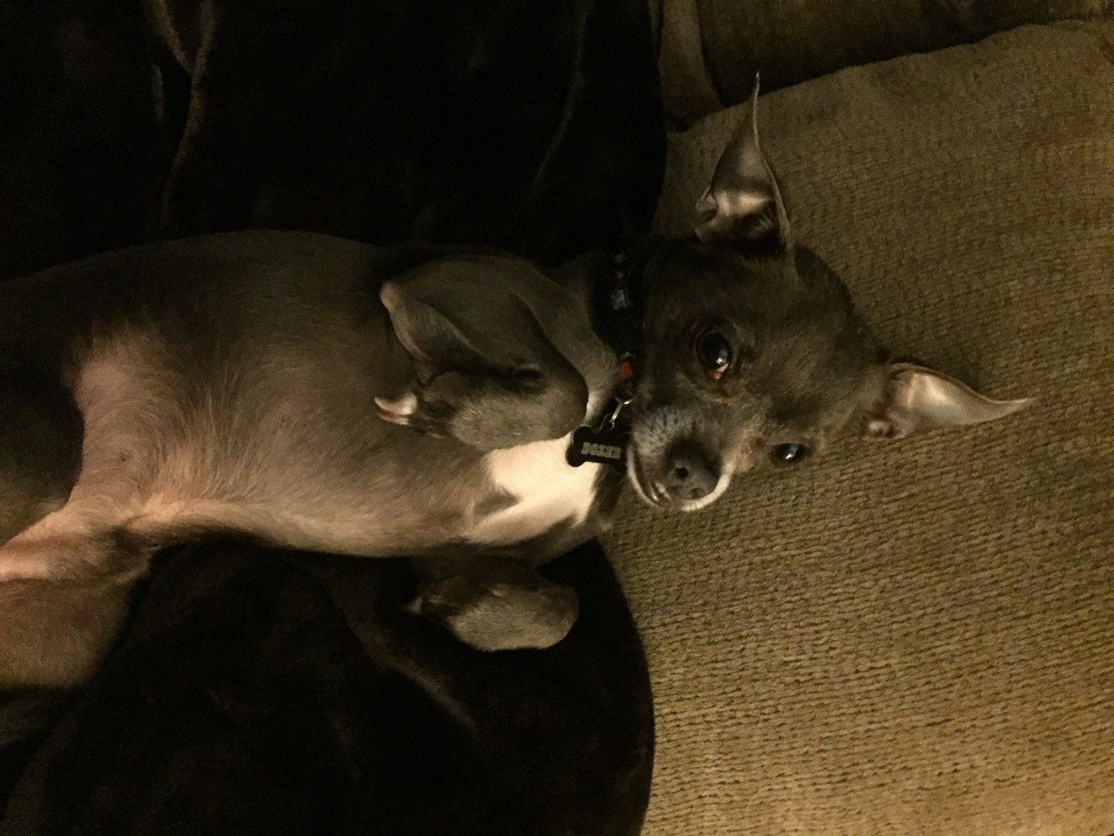 Dozer Posing