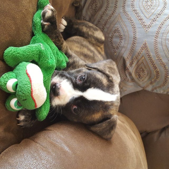 Snuggle Buddies! Rue And Her Favorite Toy.