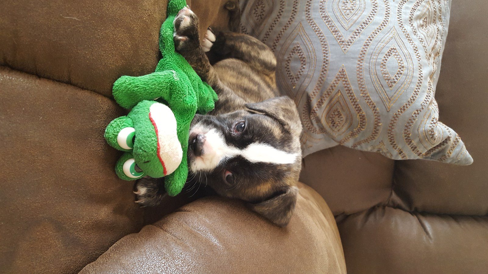 Snuggle Buddies! Rue And Her Favorite Toy.