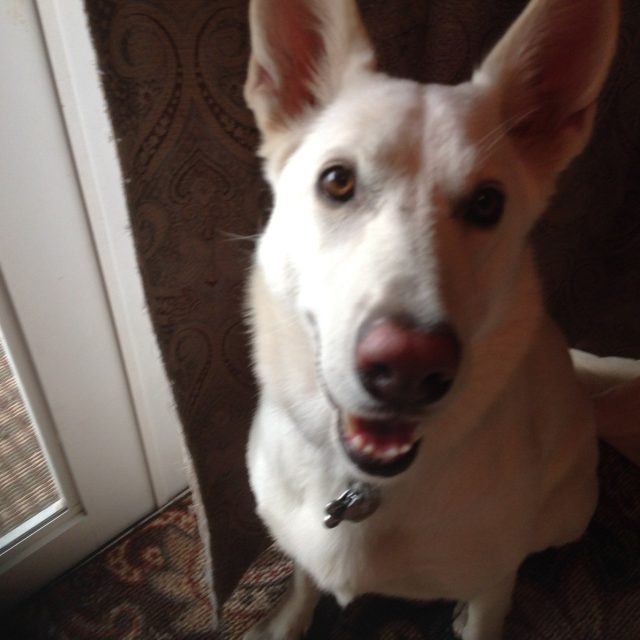 Did You Say Lets Go,lily ?