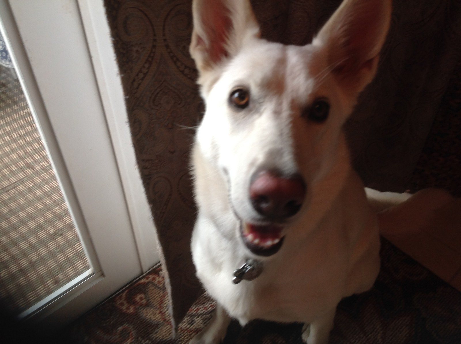 Did You Say Lets Go,lily ?