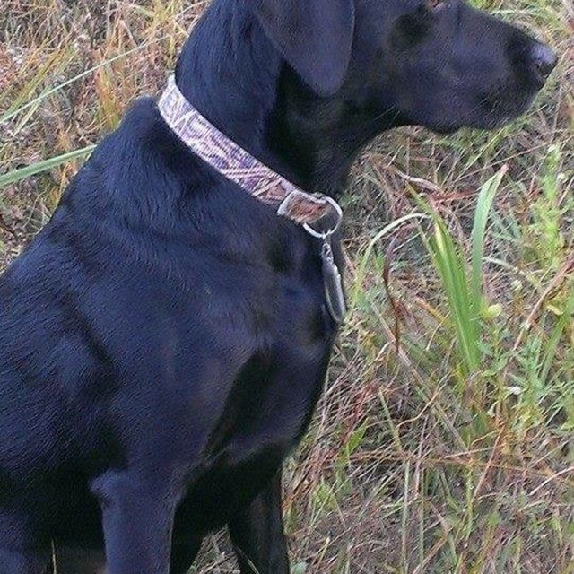 Rex