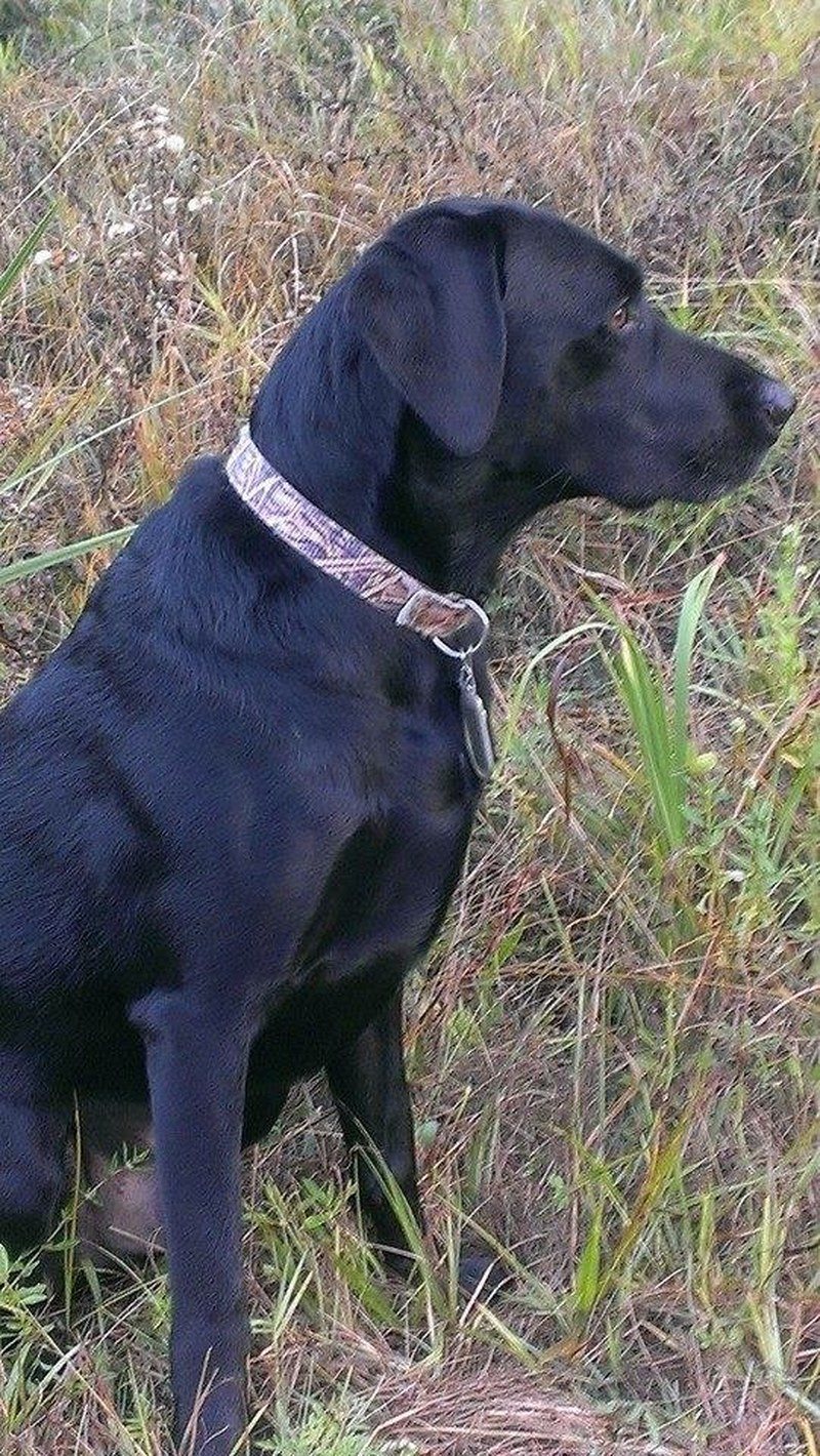 Rex