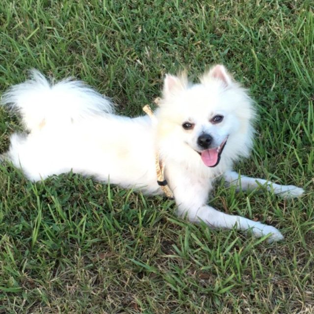 One Grateful Rescue I Love My New Family And They Love Me To The Moon And Back !