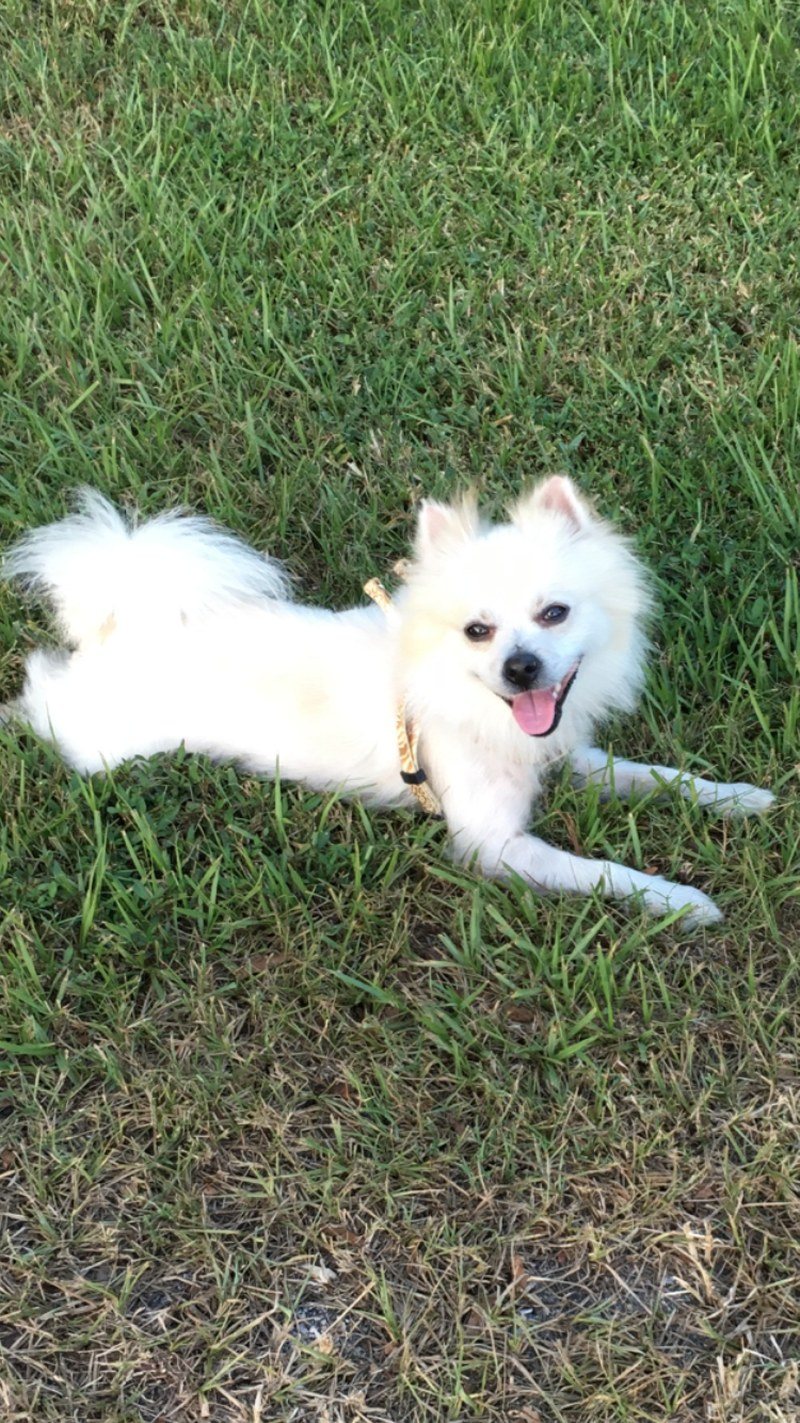 One Grateful Rescue I Love My New Family And They Love Me To The Moon And Back !