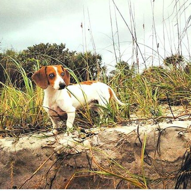 My Little Beach Dachshund