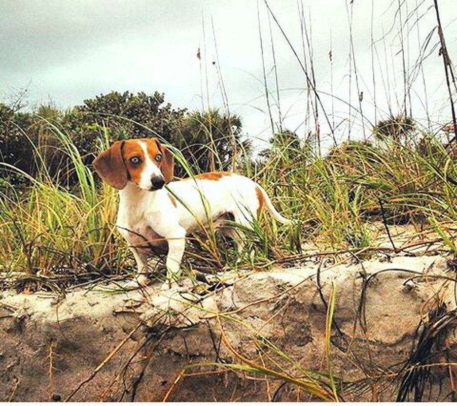 My Little Beach Dachshund