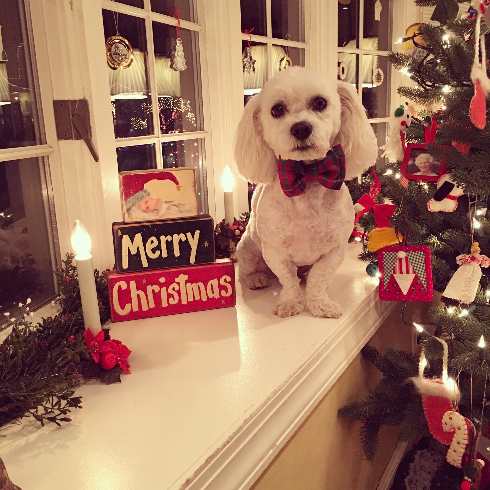Merry Christmas From Herbie!