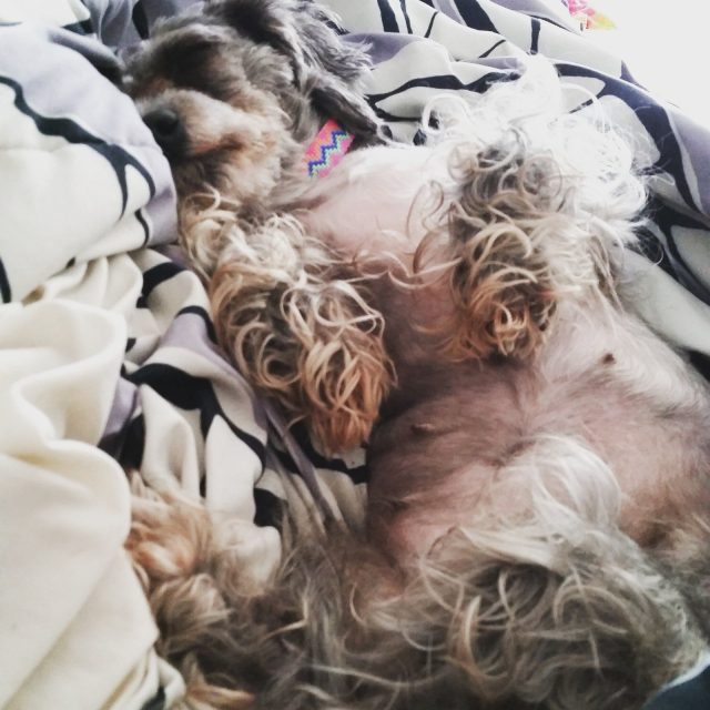Snuggles On A Sunday With Penny