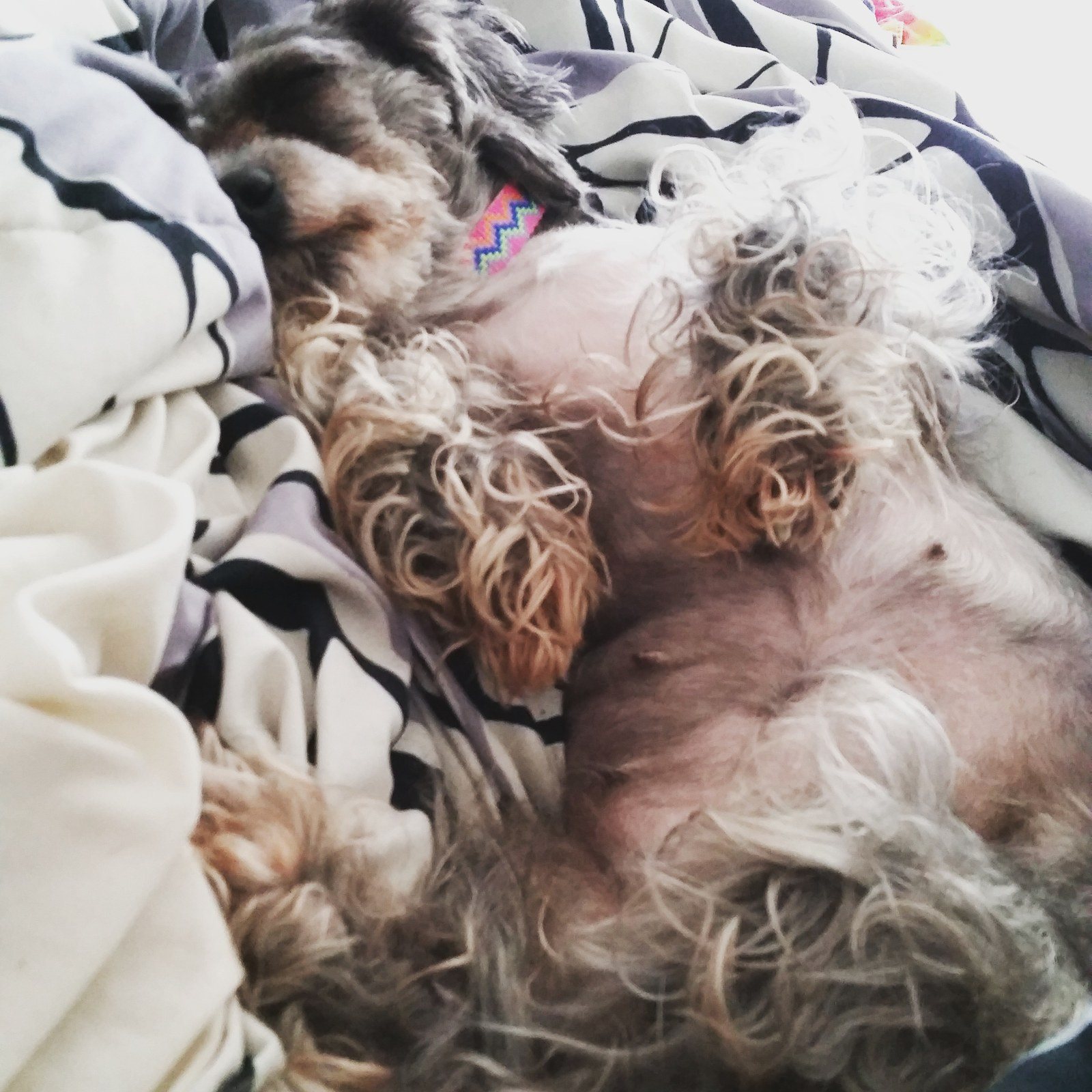 Snuggles On A Sunday With Penny