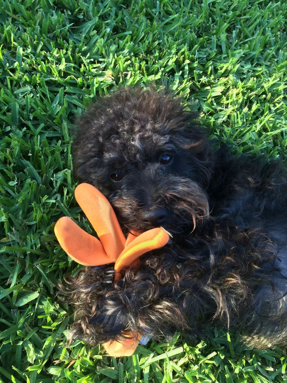 Garden Glove