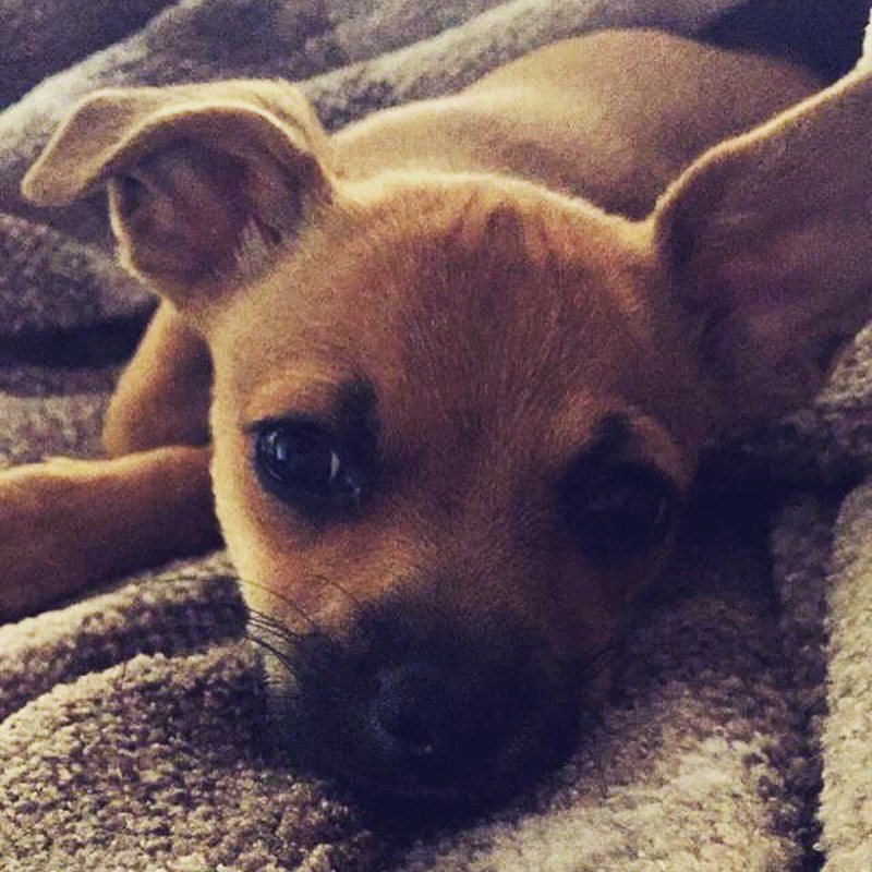 Baby Ziggy