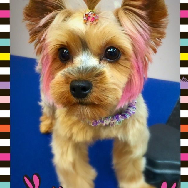 Ms. CoCo