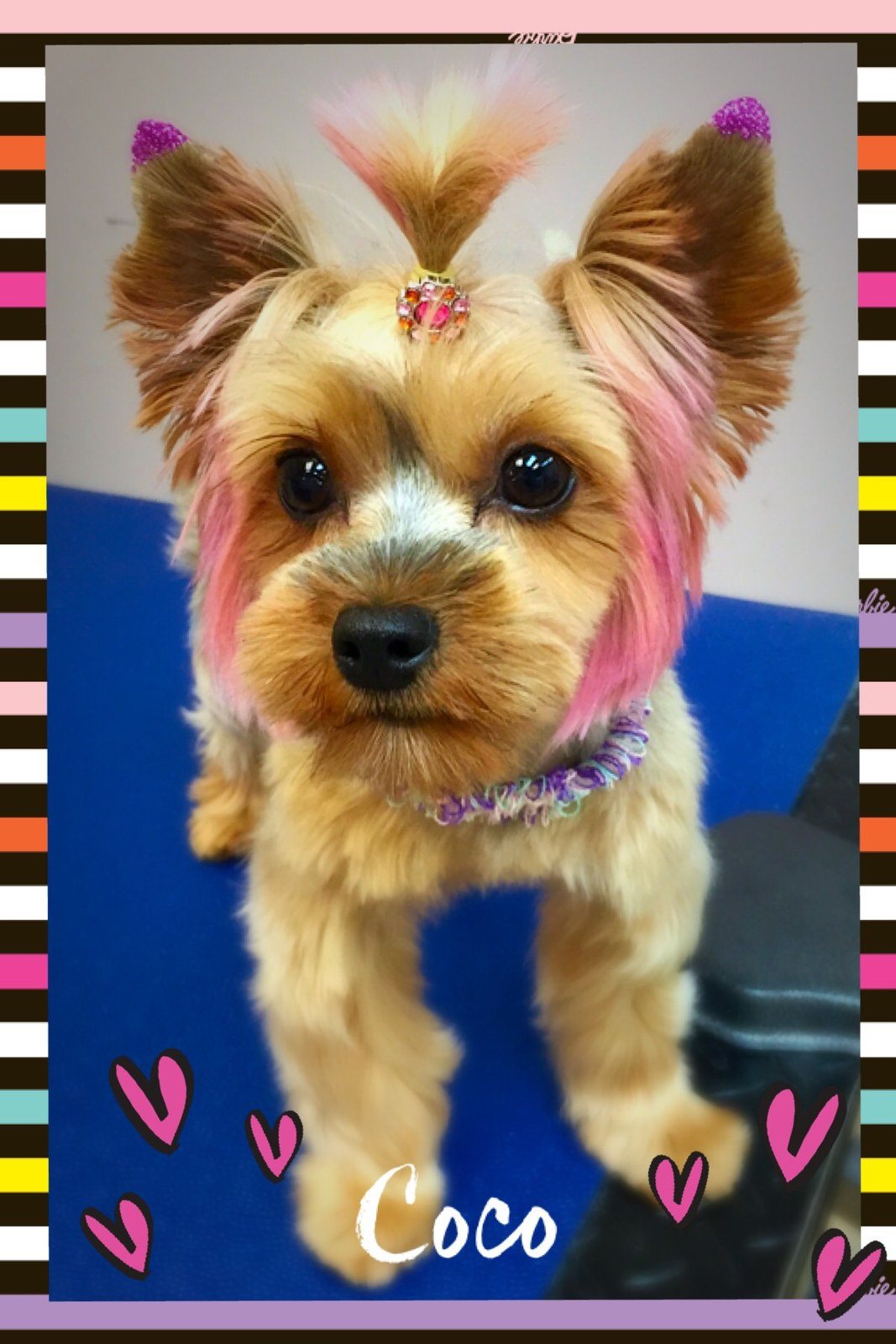 Ms. CoCo